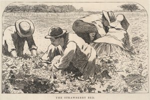 Jordgubbssängen, från Our Young Folks, juli 1868 av Winslow Homer