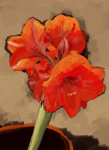 Livfull amaryllisblomma