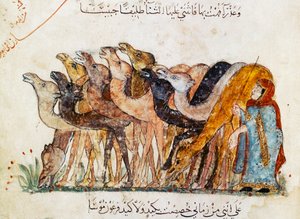 Ms Ar 5847 f.101, flock kameler, från 