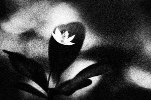 Stram vit blomma av Ylva Sjögren