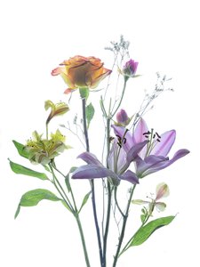 Genomskinlig blommig skönhet av Yun Thwaits
