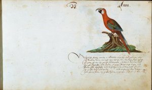 papegoja av Zacharias Wagner