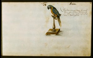 papegoja av Zacharias Wagner