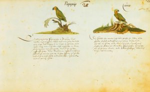 Zacharias Wagner, Papagayo / Curico av Zacharias Wagner