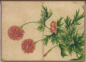 Skrivbordsalbum: Flower and Bird Paintings (Peony)