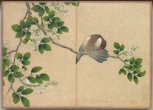 Skrivbordsalbum: Flower and Bird Paintings Preening Bird, 1700-talet.