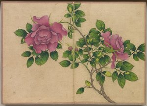 Skrivbordsalbum: Flower and Bird Paintings Rose, 1700-talet.