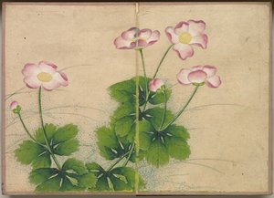 Skrivbordsalbum: Flower and Bird Paintings malvablommor, 1700-tal.