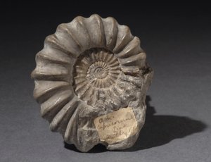 Ammonitfossil, cirka 185 miljoner år gammal (foto)