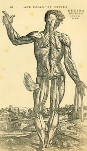 Baksidan av den manliga människokroppen, en anatomisk studie som ursprungligen publicerades i De Humani Corporis Fabrica Libri Septem (om människokroppens tyg i sju böcker) av Andreas Vesalius, publicerad Basel av Ferdinand Georg Waldmuller