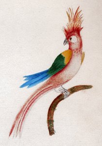 Crested parakit av . .