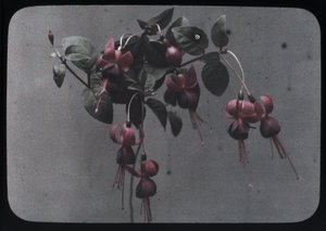 "Fuchsia" av Frederick (attr. to) Barnard