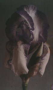 "Tysk iris (Iris germanica) av Frederick (attr. to) Barnard