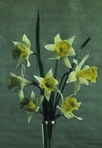 "Påskliljor" (Påsklilja - Golden Spur) av Frederick (attr. to) Barnard