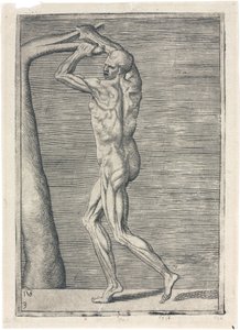 Muskler Anatomisk studie av manlig muskulatur; man bryter en gren, ca 1555 av Frederick (attr. to) Barnard