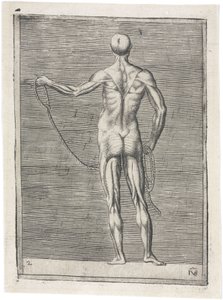 Muskler Anatomisk studie av manlig muskulatur; man som håller ett rep, ca 1555 av Frederick (attr. to) Barnard
