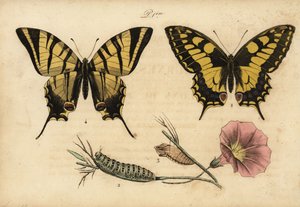 Old World swallowtail, Papillo machaon 1,2,3 och knappa swallowtail, Iphiclides podalirius 4 av John Pardon
