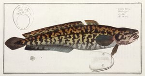 "The Burbot" av John Pardon