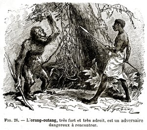 Oran-utangen, mycket stark och mycket skicklig, är en farlig motståndare att möta av . .