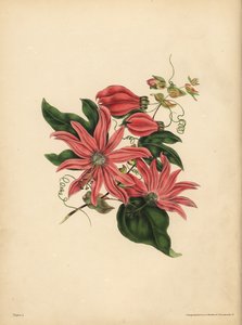 Racemosen Passionflower, Passiflora racemosa, Religiös vidskepelse av John Pardon