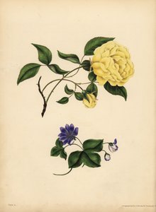 Den sött doftande Kina-rosen, Rosa chinensis, Otrohet; Den blå hepatica, Hepatica nobilis, Förtroende. av John Pardon