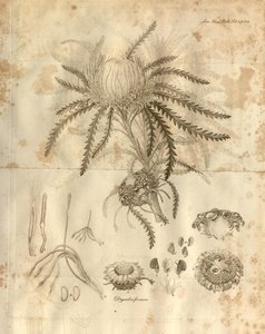 Det här är tavla 3 från volym 10 av Transactions of the Linnean Society of London, publicerad 1811. Växten som avbildas är Dryandra formosa (nu Banksia formosa) av Various