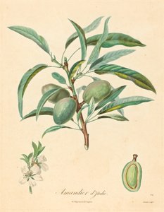 Mandelträd från Italien av after A. Poiteau