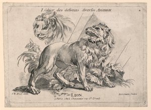 Studies of Lions, tavla 4 från "Cahier des Desseins Diverses Animalaux"