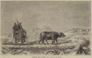 Treading Corn in Egypt 