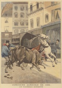 Lantbruksutställning 1895. En förrymd tjur