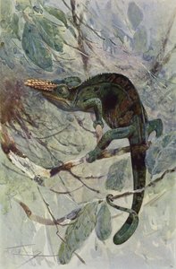 Afrikansk kameleont av after Wilhelm Kuhnert