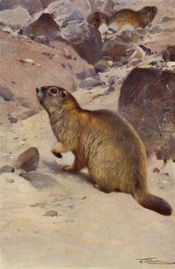 Alpint murmeldjur av after Wilhelm Kuhnert