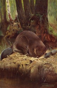 Bäver av after Wilhelm Kuhnert