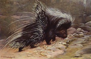 Crested Porcupine av after Wilhelm Kuhnert