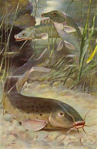 Elektrisk havskatt, Bichir, Trunkfish