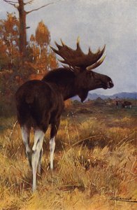 Älg eller älg av after Wilhelm Kuhnert