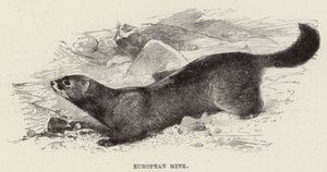 Europeiska mink av after Wilhelm Kuhnert