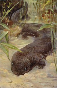Jätte salamander av after Wilhelm Kuhnert