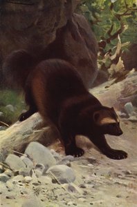 Glutton eller Wolverine av after Wilhelm Kuhnert