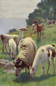 Lama av after Wilhelm Kuhnert