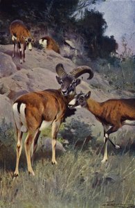 Mouflon av after Wilhelm Kuhnert