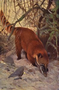 Röd Coati av after Wilhelm Kuhnert
