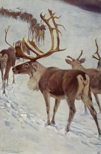 Skandinaviska renar av after Wilhelm Kuhnert