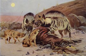Randig hyena och schakal av after Wilhelm Kuhnert