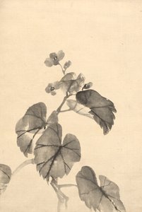 Gren av Begonia i blom av attributed to Kono Bairei