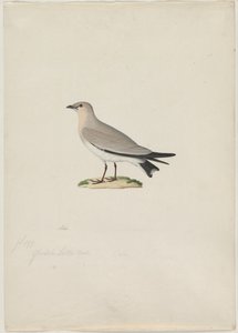 Liten Pratincole (Glareola lactea) av attributed to Paul Hüet
