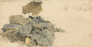Studie av kardborre av attributed to Peter DeWint
