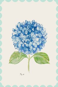 Illustration av en blå hortensia av cartissi