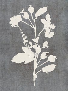 Botanisk ros-silhuett av cartissi