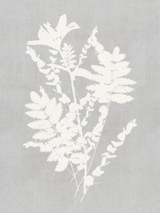 Studie av botaniska silhuetter av cartissi